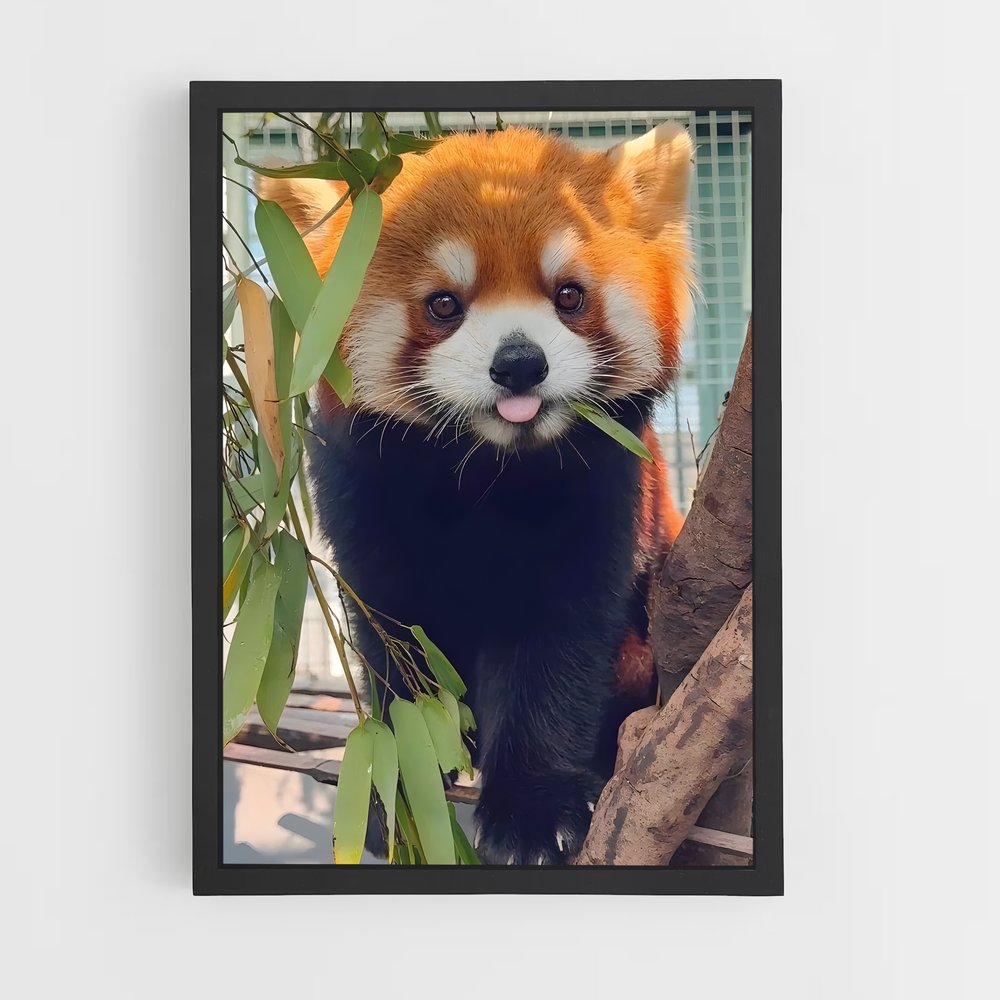 ap-red panda-1 cadre Noir