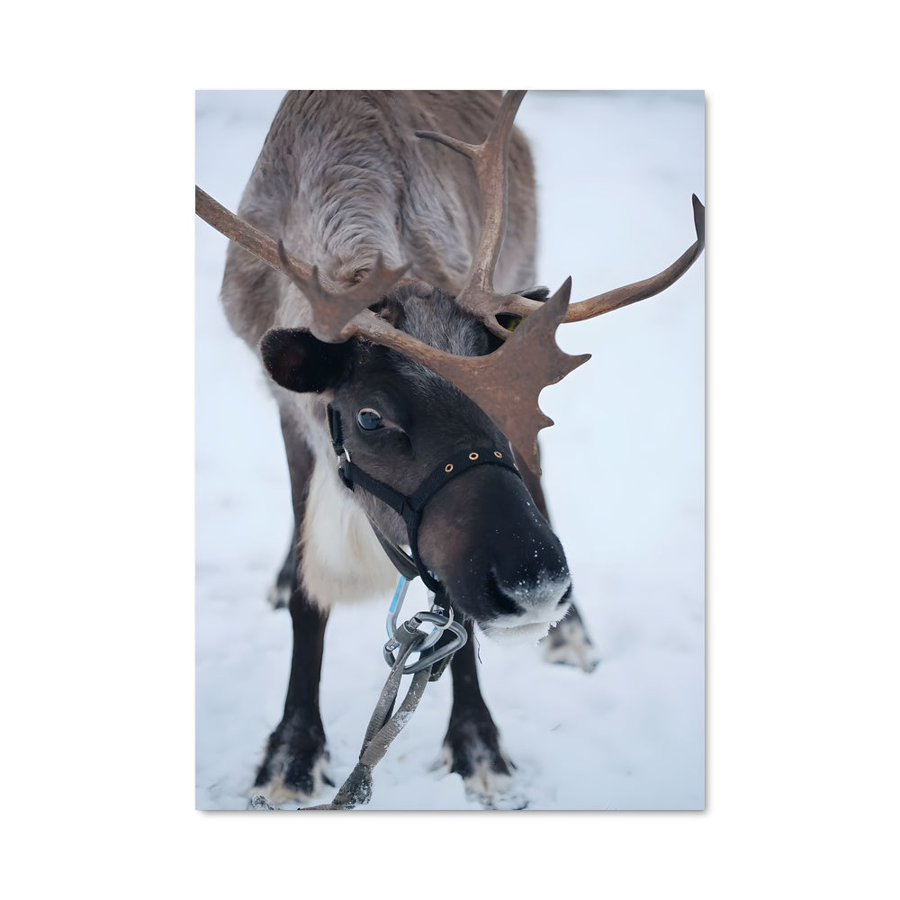 Poster Reindeer 84265