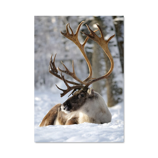 Poster Reindeer 84255