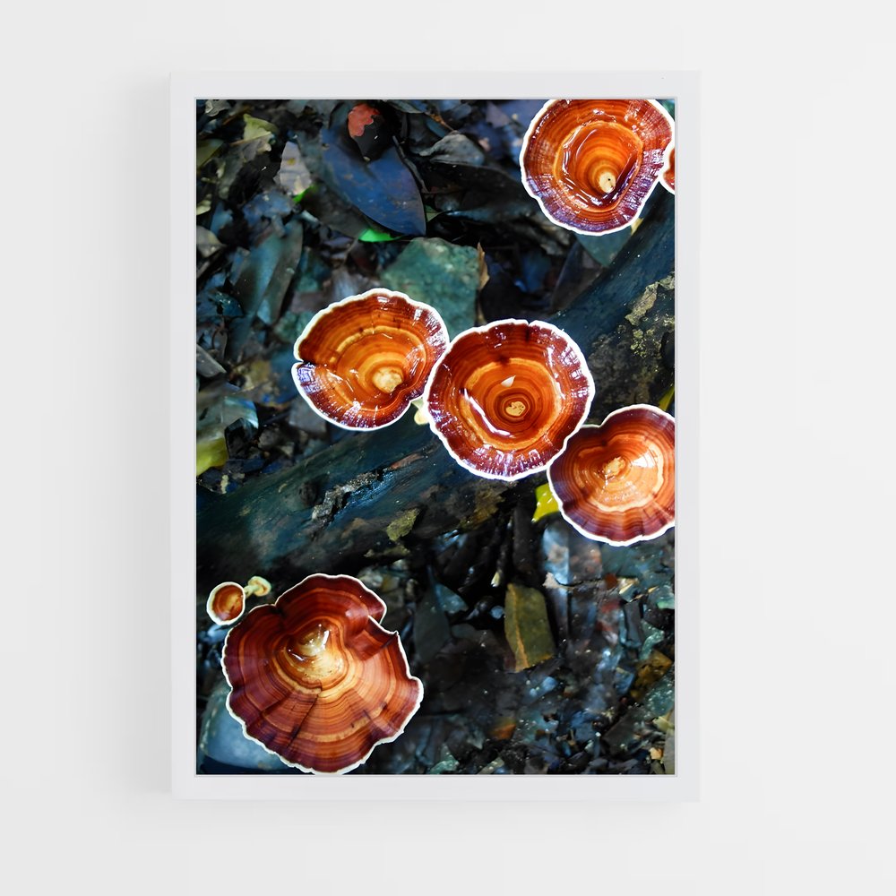 ap-reishi-1 cadre Blanc