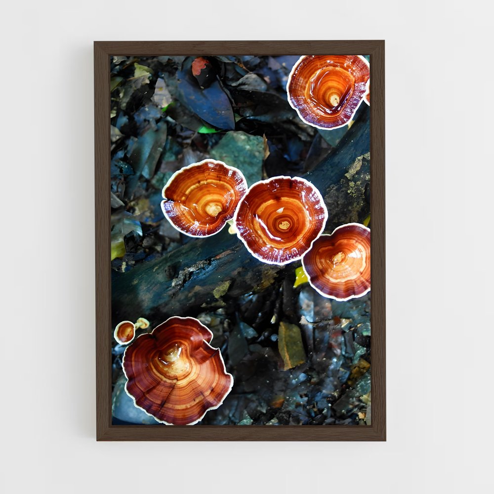 ap-reishi-1 cadre Bois foncé