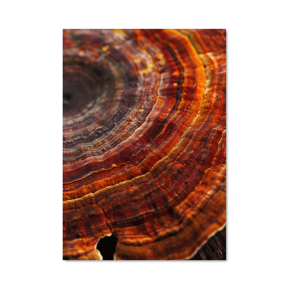 Poster Reishi 94292