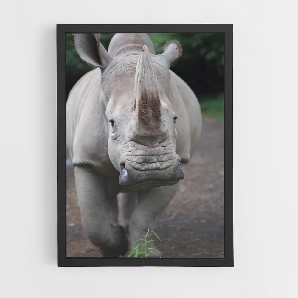 ap-rhinoceros-3 cadre Noir