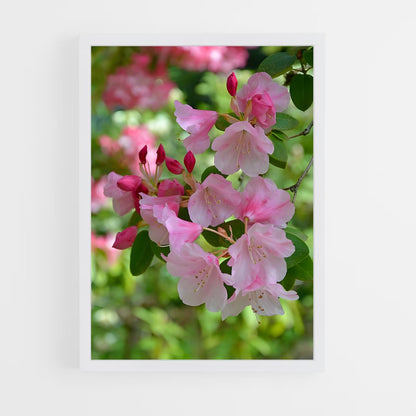ap-rhododendron-4 cadre Blanc