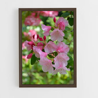 ap-rhododendron-4 cadre Bois foncé