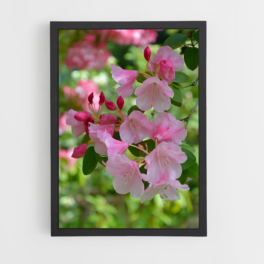 ap-rhododendron-4 cadre Noir
