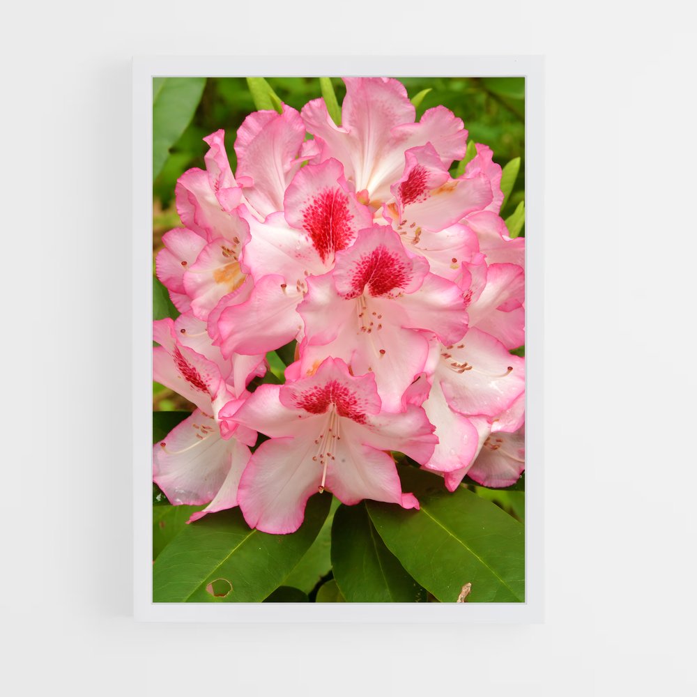 ap-rhododendron-5 cadre Blanc