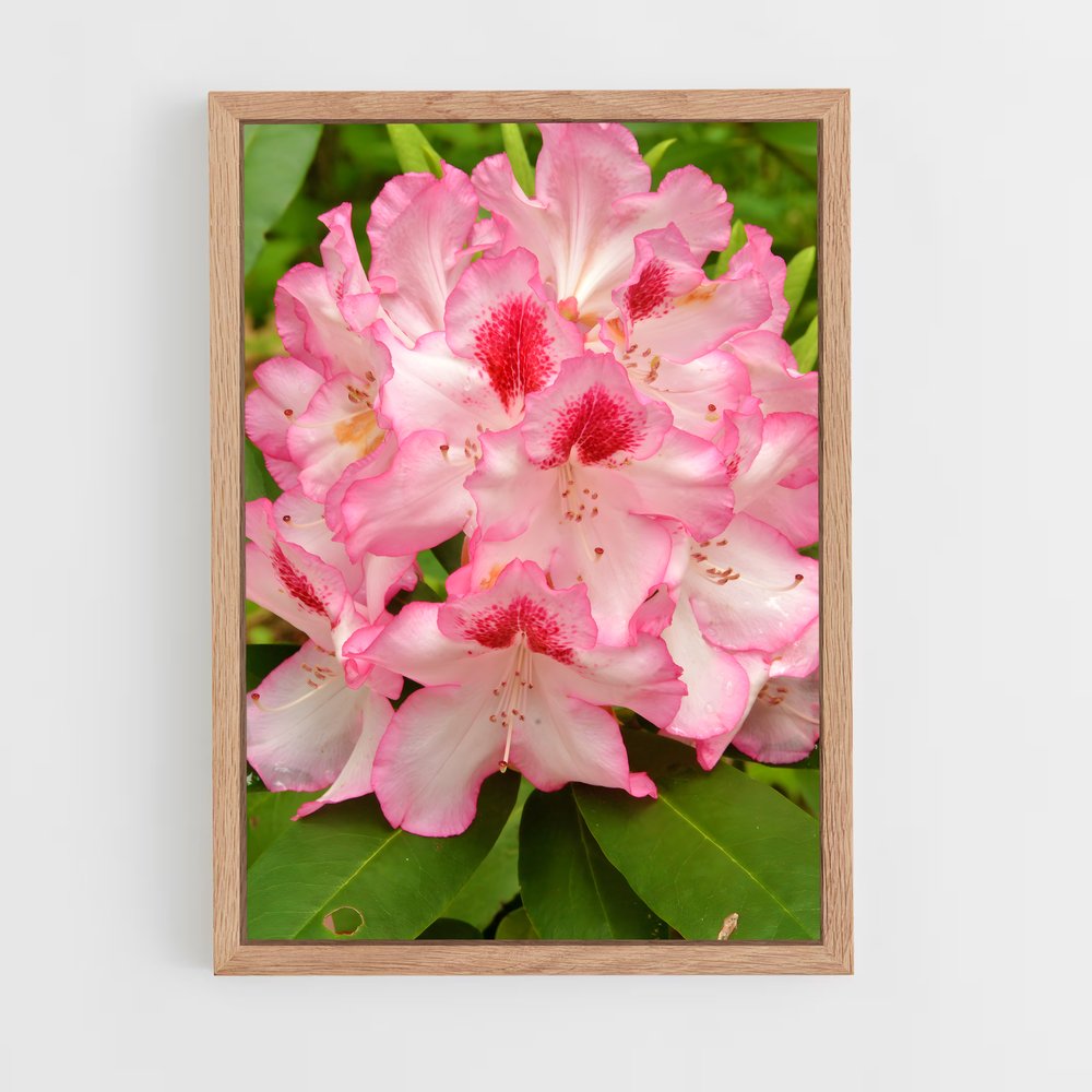 ap-rhododendron-5 cadre Bois clair