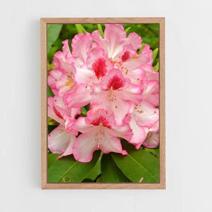 ap-rhododendron-5 cadre Bois clair
