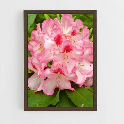 ap-rhododendron-5 cadre Bois foncé