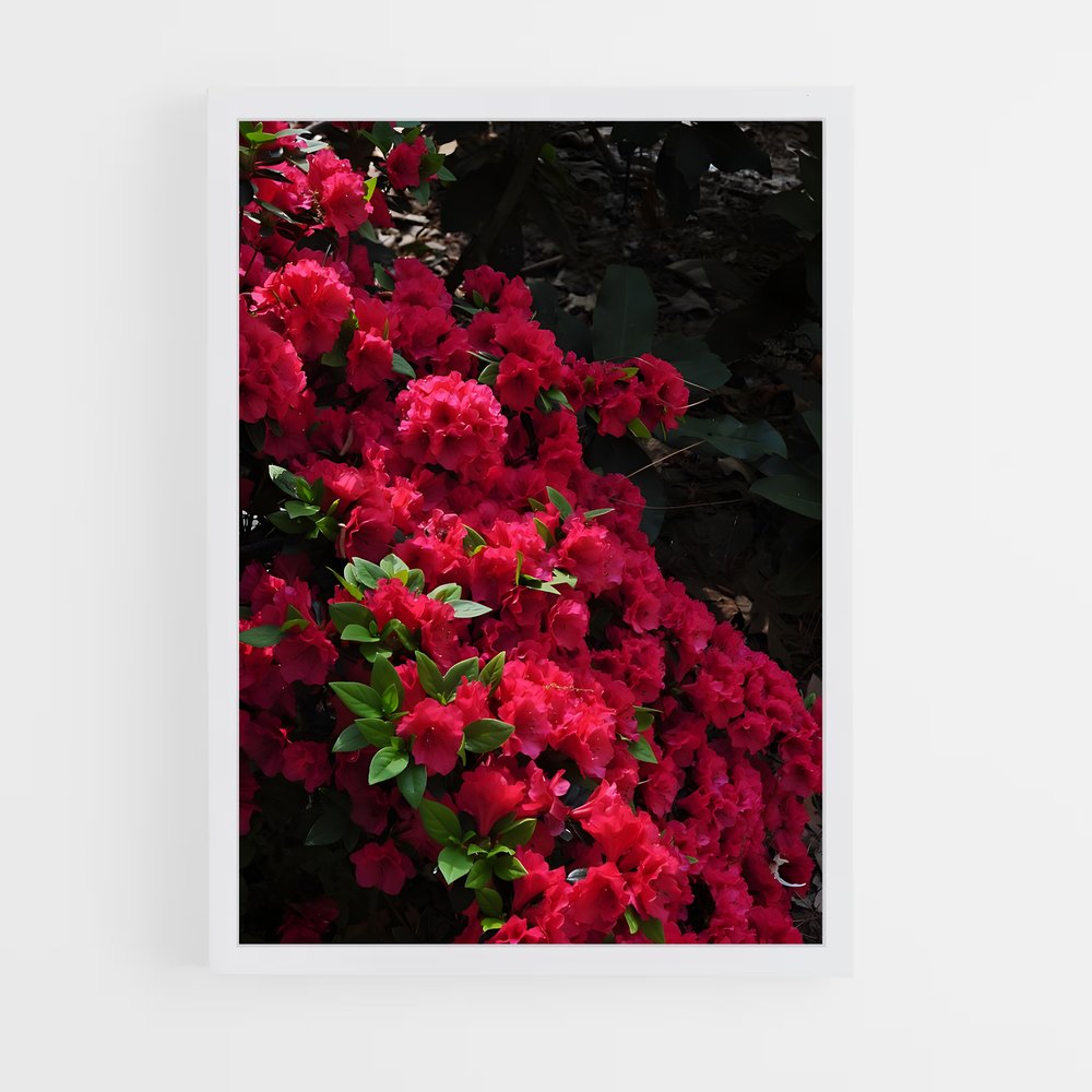 ap-rhododendron-6 cadre Blanc