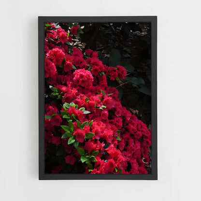 ap-rhododendron-6 cadre Noir
