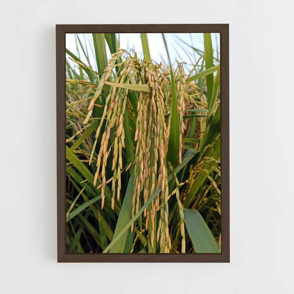 ap-rice-1 cadre Bois foncé