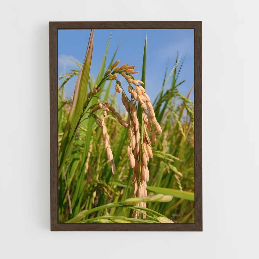ap-rice-2 cadre Bois foncé