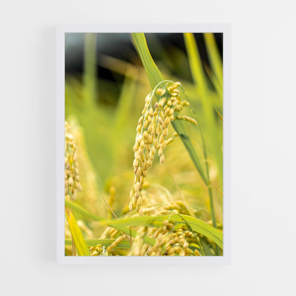 ap-rice-6 cadre Blanc