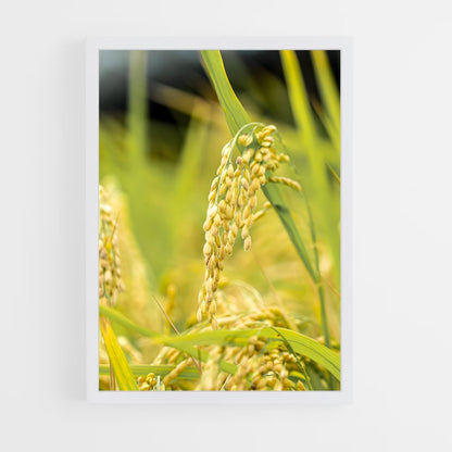 ap-rice-6 cadre Blanc