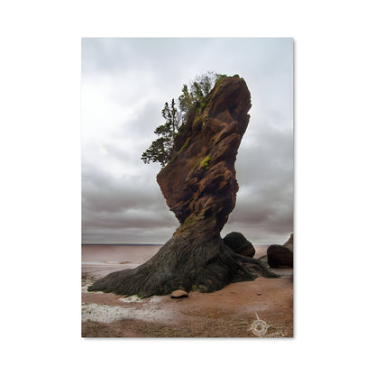 Poster L'Arbre du Rivage