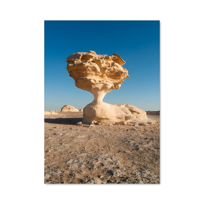 Poster Champignon des Dunes