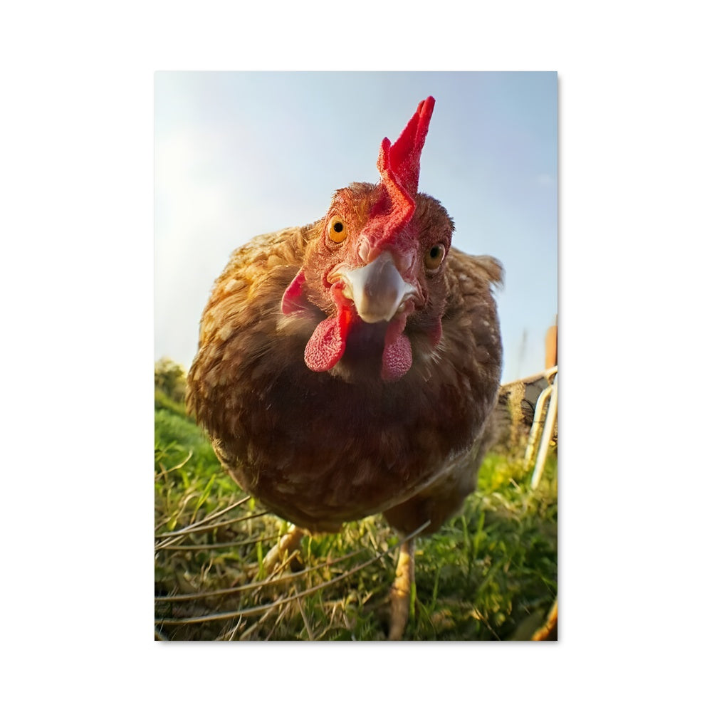 Poster Rooster 84295