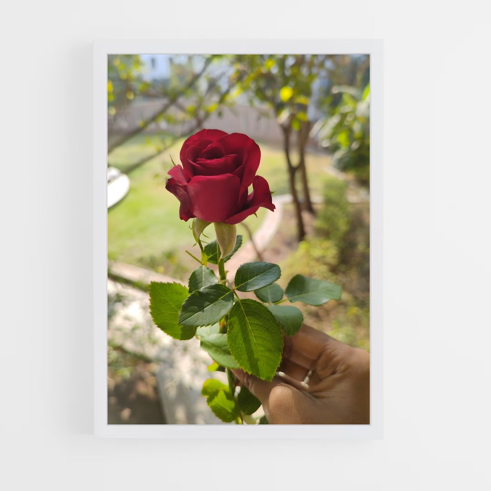ap-rose-13 cadre Blanc