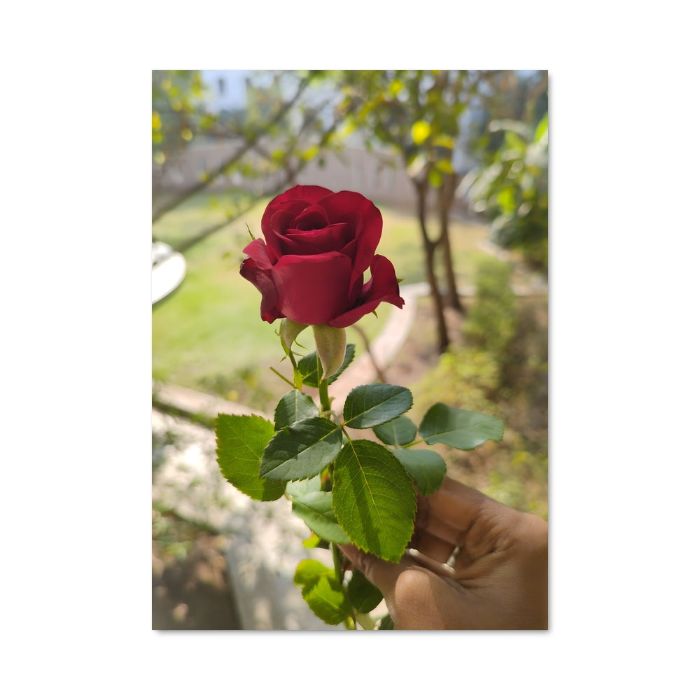 Tips For Roses Poster Rose Poster – Aesthetic Posters