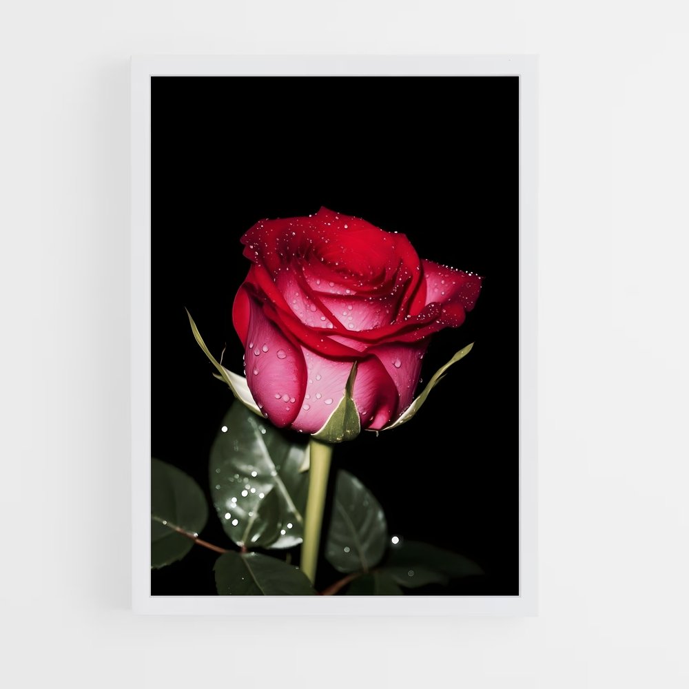 ap-rose-17 cadre Blanc