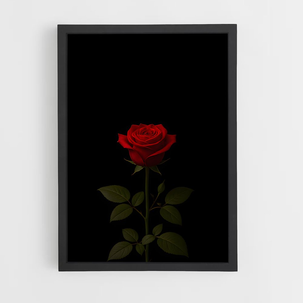 ap-rose-20 cadre Noir