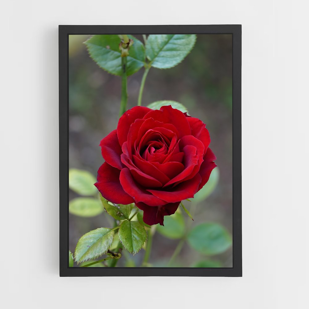 ap-rose-21 cadre Noir