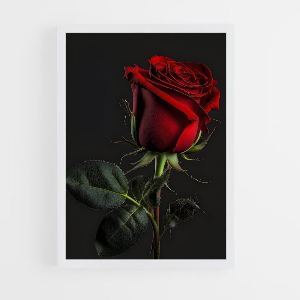 ap-rose-23 cadre Blanc