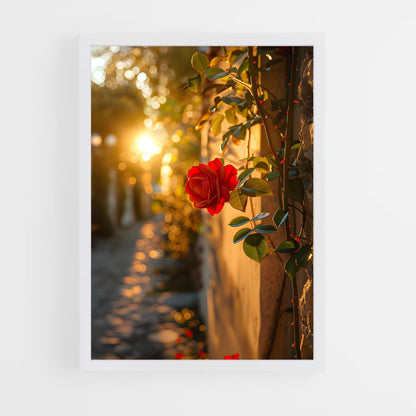 ap-rose-25 cadre Blanc