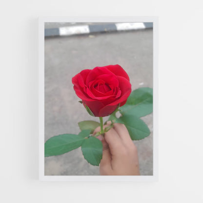 ap-rose-26 cadre Blanc