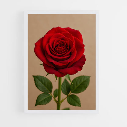 ap-rose-27 cadre Blanc