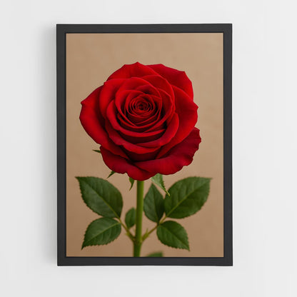 ap-rose-27 cadre Noir