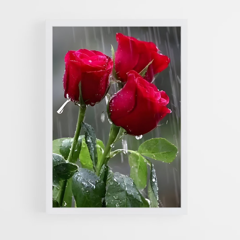 ap-rose-32 cadre Blanc