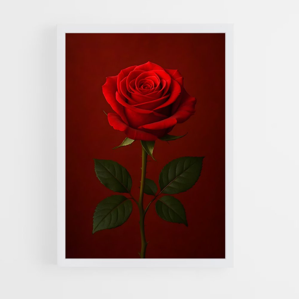 ap-rose-34 cadre Blanc