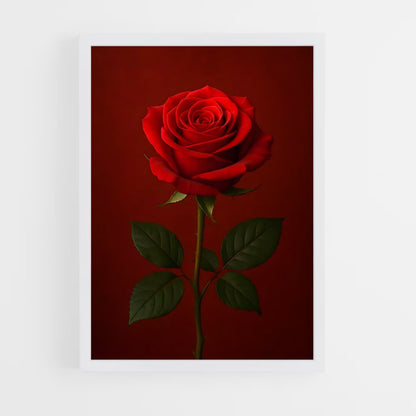 ap-rose-34 cadre Blanc