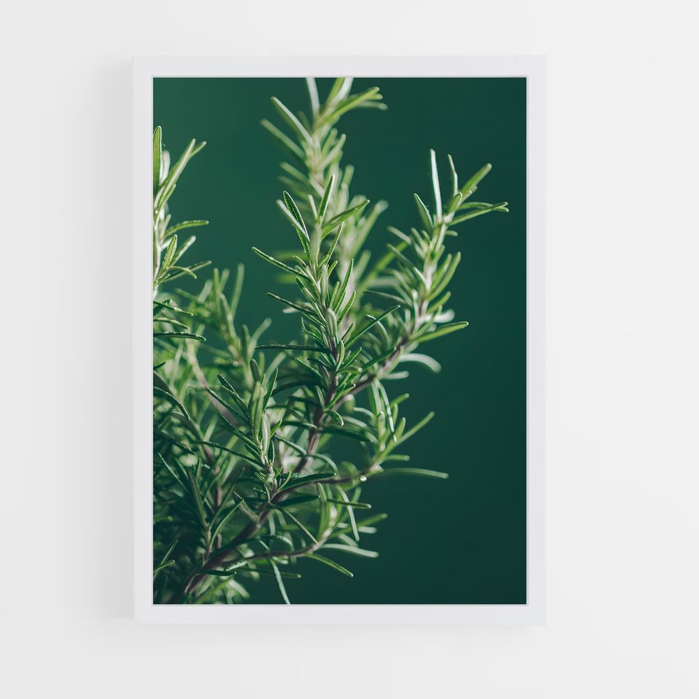 ap-rosemary-1 cadre Blanc
