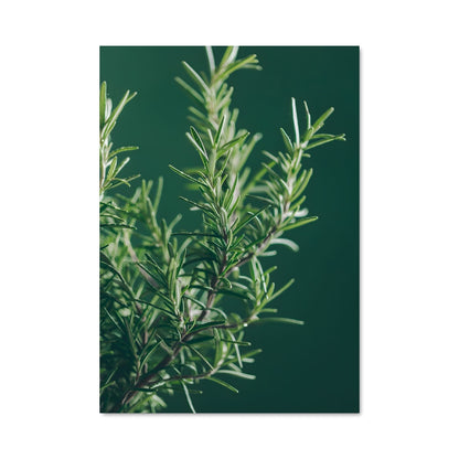 Poster Herbes de Sagesse
