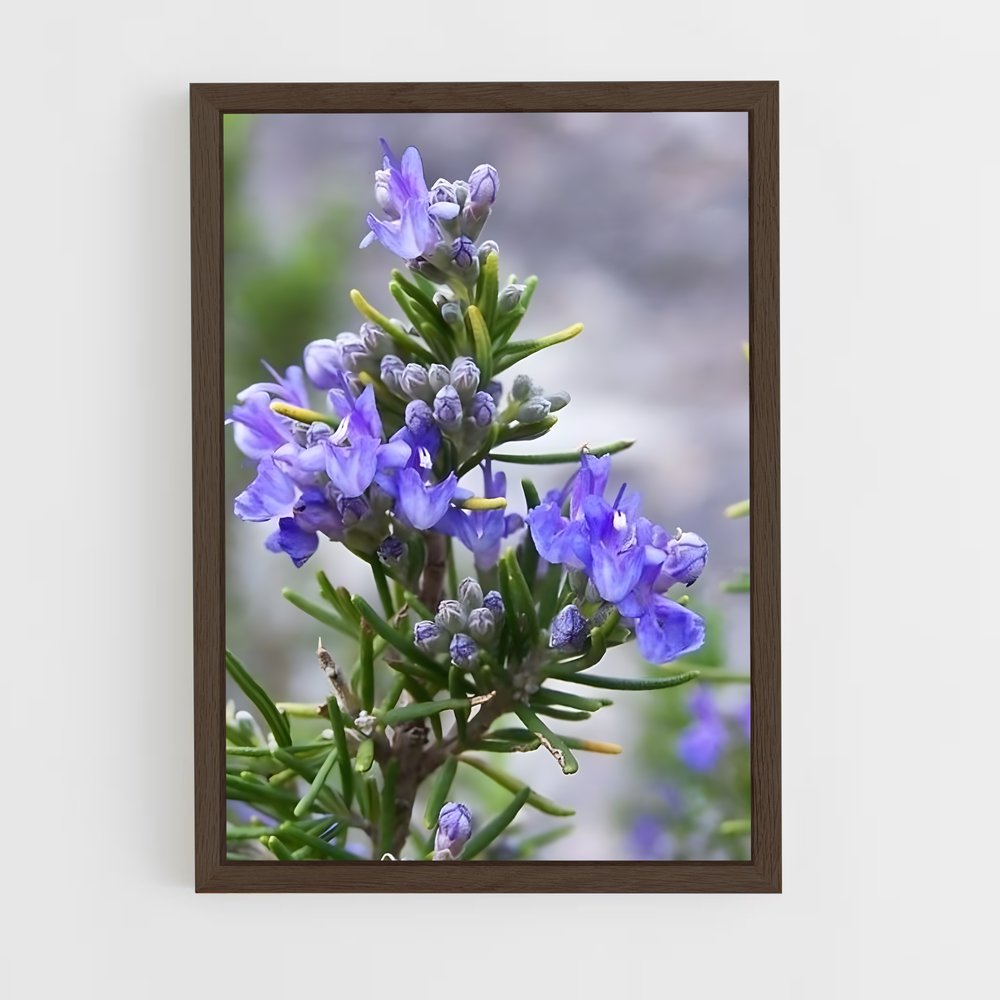 ap-rosemary-7 cadre Bois foncé