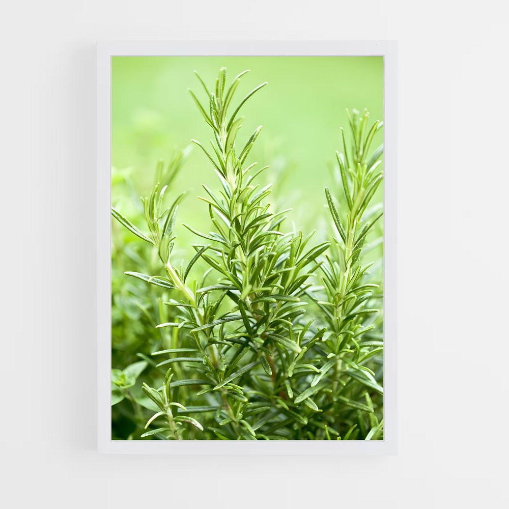 ap-rosemary-9 cadre Blanc