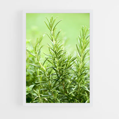 ap-rosemary-9 cadre Blanc