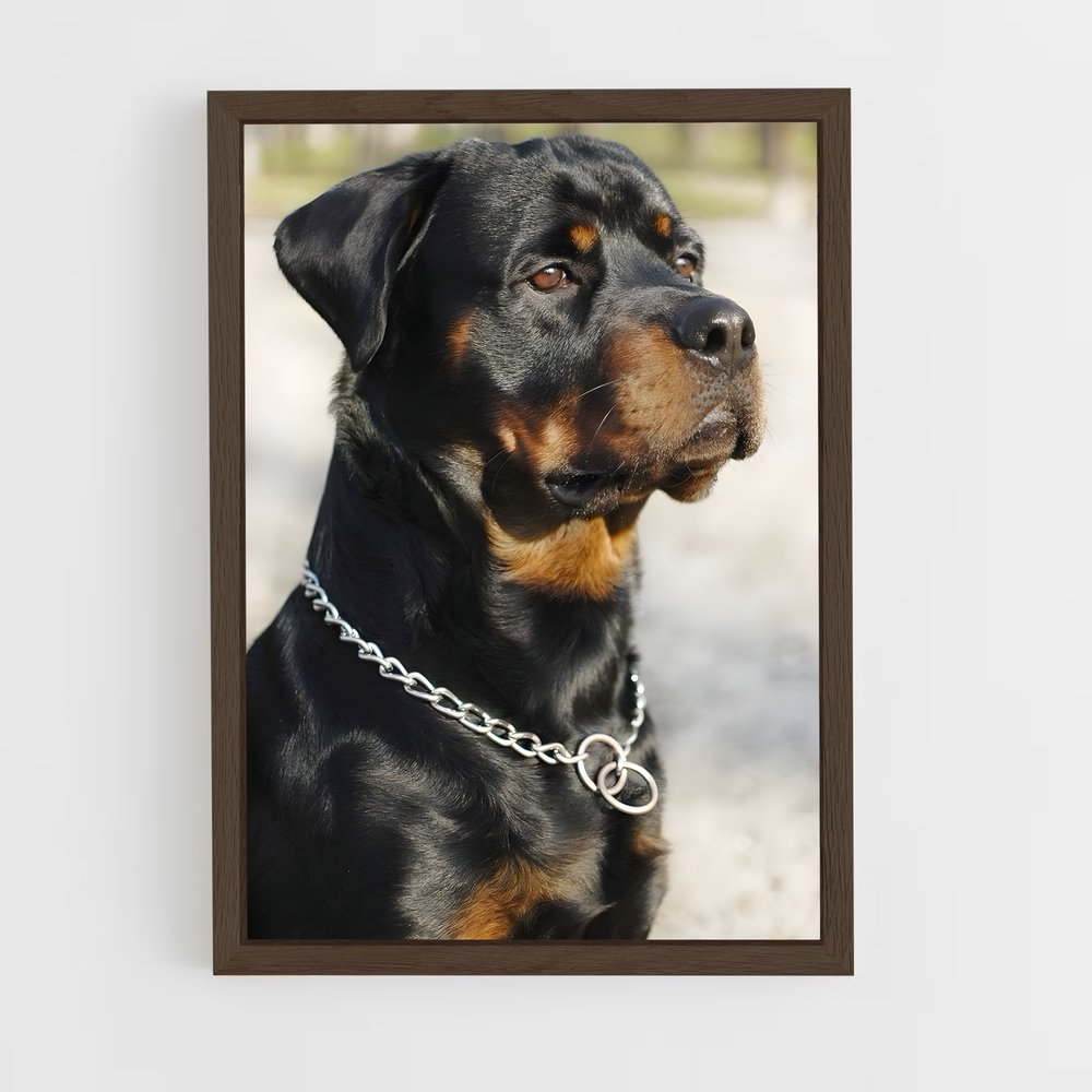 ap-rottweiler-1 cadre Bois foncé