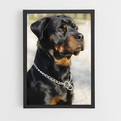 ap-rottweiler-1 cadre Noir