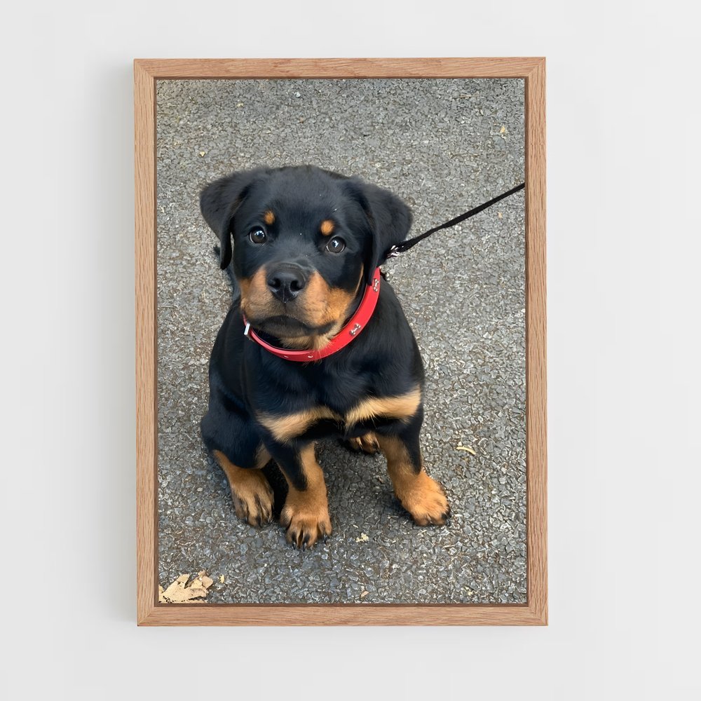 ap-rottweiler-4 cadre Bois clair