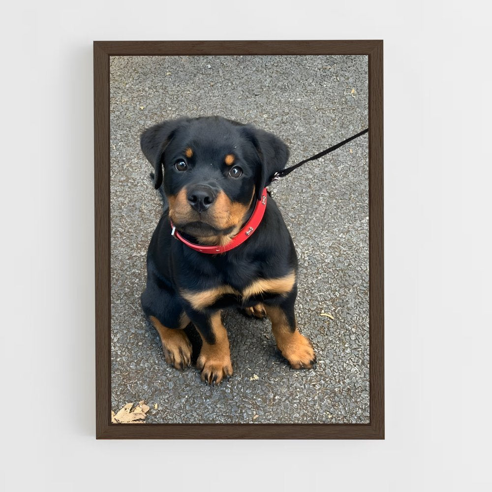 ap-rottweiler-4 cadre Bois foncé
