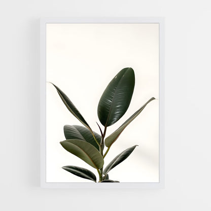 ap-rubber plant-1 cadre Blanc