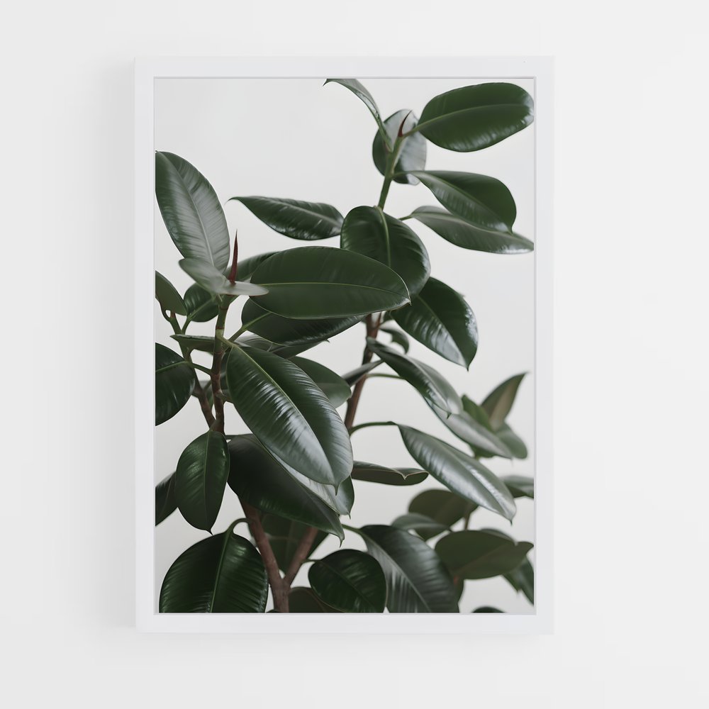 ap-rubber plant-2 cadre Blanc