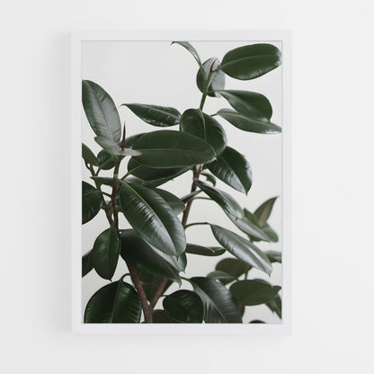 ap-rubber plant-2 cadre Blanc