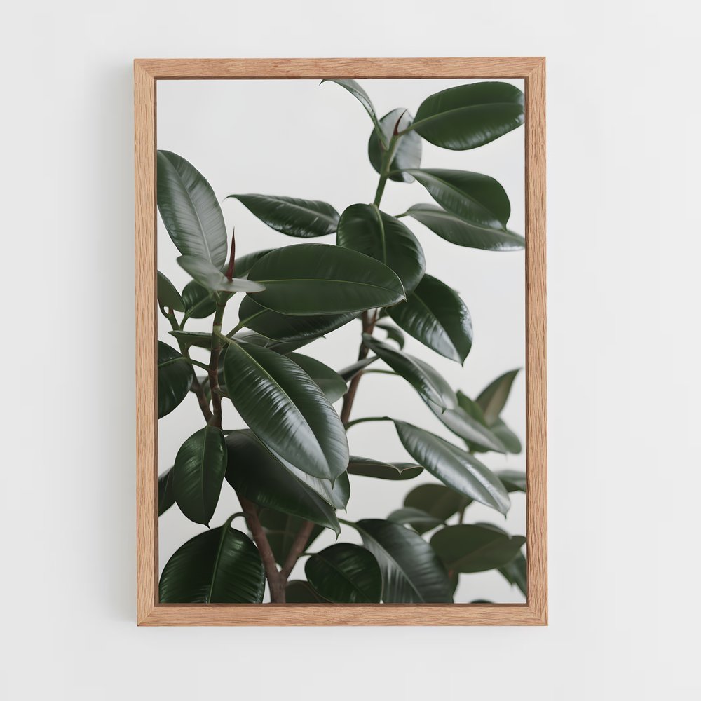 ap-rubber plant-2 cadre Bois clair
