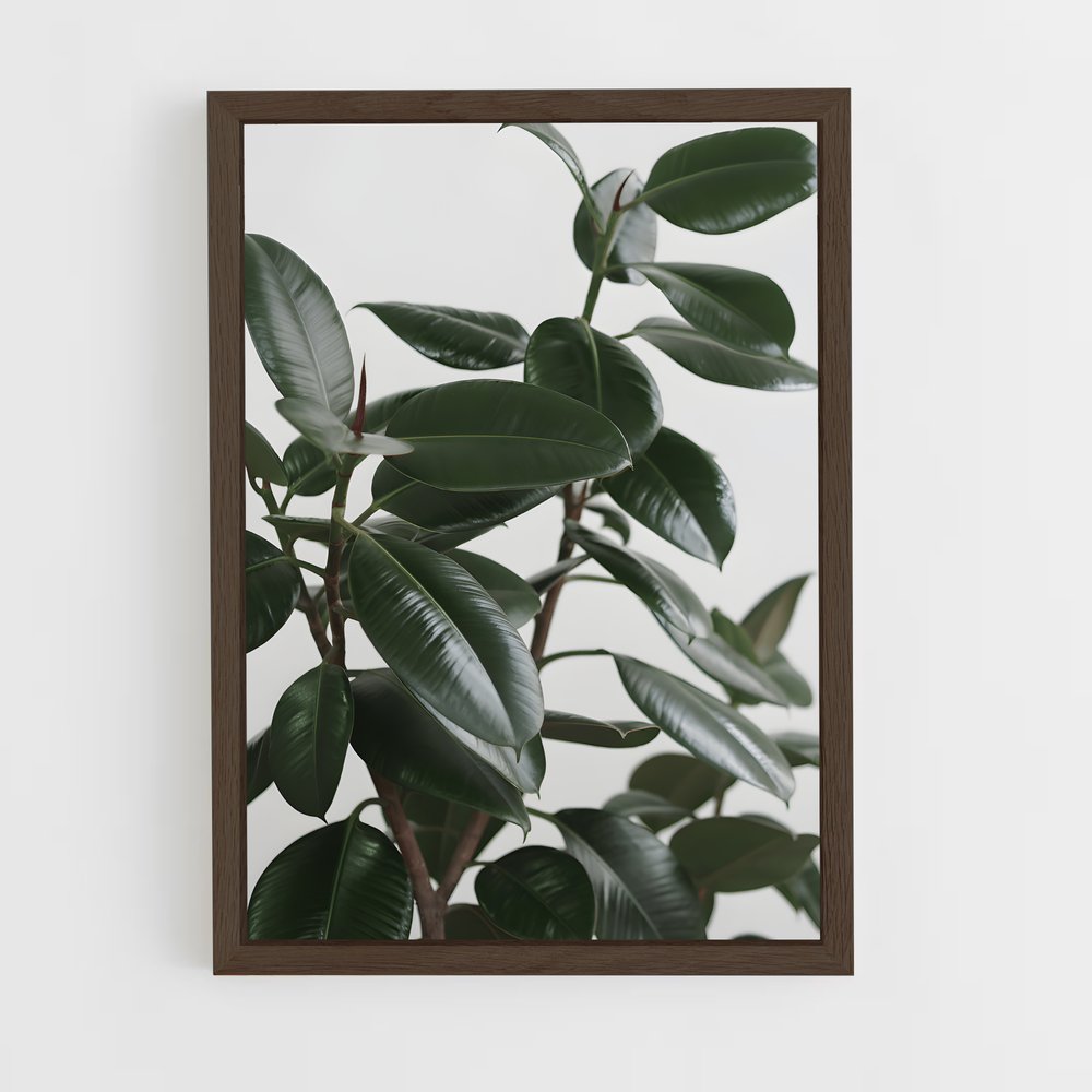 ap-rubber plant-2 cadre Bois foncé